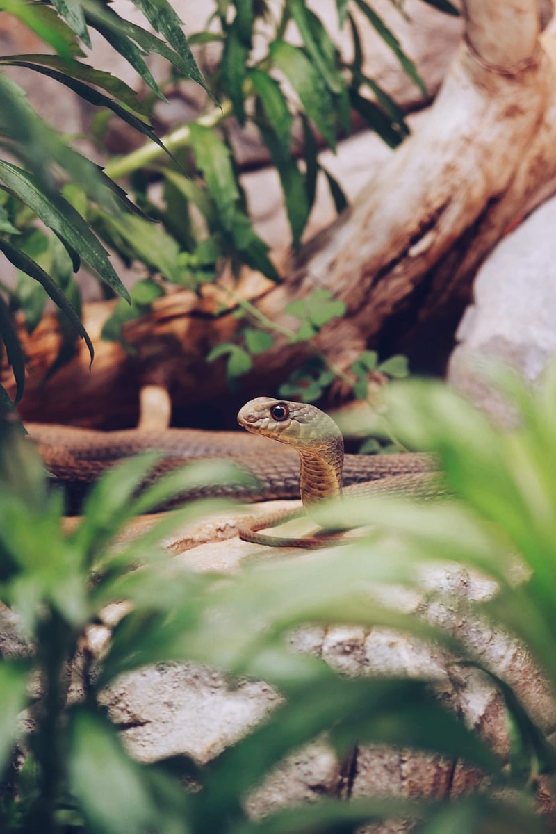 Exotic Fauna
