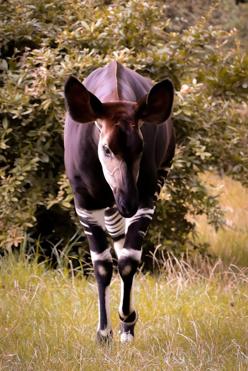 Okapi